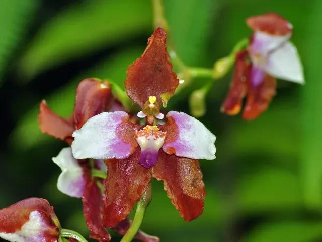 Cyrtochilum pastasae (Cyrtochilum)