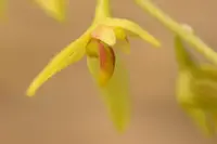 Bulbophyllum polyrrhizum