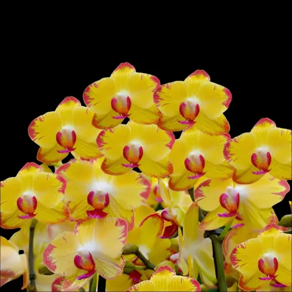 Phalaenopsis Papagayo