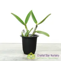 Cattleya Royal Cognac 'Wilson'