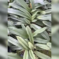 Paphiopedilum Bruno 'Model' AM/AOS 3.0"