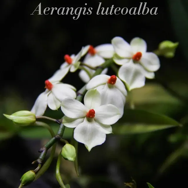 Aerangis luteoalba var. rhodosticta (Aerangis)