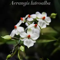 Aerangis luteoalba var. rhodosticta