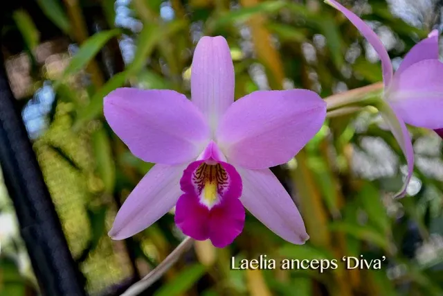 Laelia anceps 'Diva' (Laelia)
