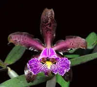Cattleya schilleriana