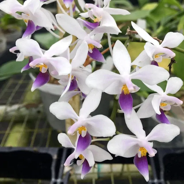 Phalaenopsis equestris var coerulea