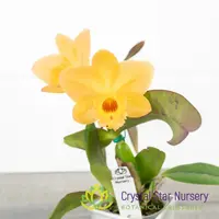 Cattleya Itsy Bitsy 'Diamond Orchids'