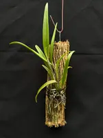 Brassocatanthe Gladstar