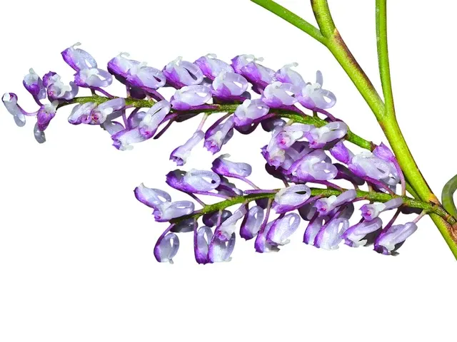 Schoenorchis juncifolia (Schoenorchis)