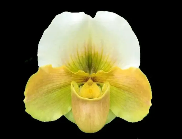 Paphiopedilum Samantha Rhodes x Village Green x Cocoa Lovely