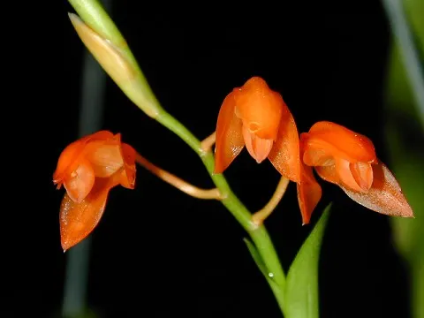 Coelogyne miniata (Coelogyne)