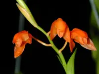 Coelogyne-miniata — Other Plants