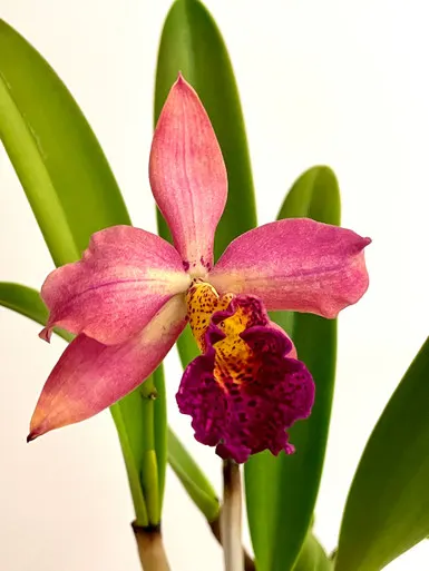 Brassolaeliocattleya Copper Queen | Easy Colorful Minicatt | SapphireChild Orchids (Brassolaeliocattleya)