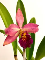 Blc Copper Queen | easy colorful minicatt | SapphireChild Orchids