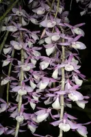 Dendrobium aphyllum (small)