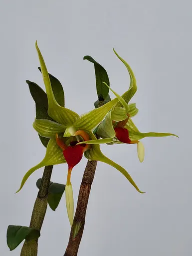 Dendrobium tobaense v giganteum (Dendrobium)