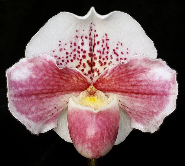 Paphiopedilum Lady Luck ‘Pretty In Pink'