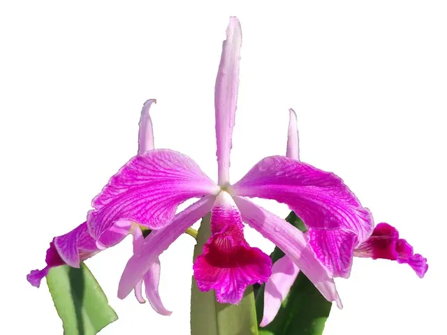 Cattleya purpurata (Cattleya)
