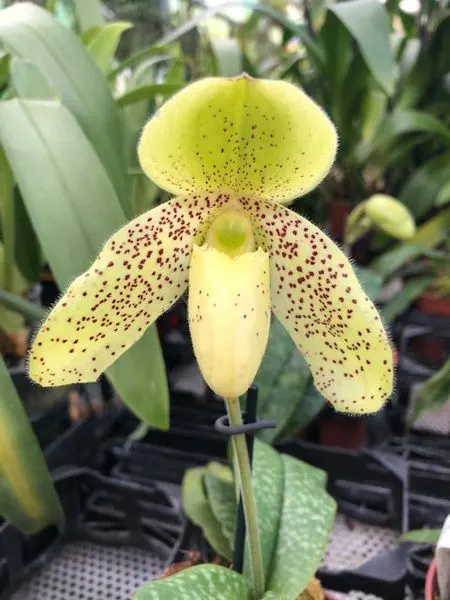 Paphiopedilum Pinocchio 'gelb' x wenshanense