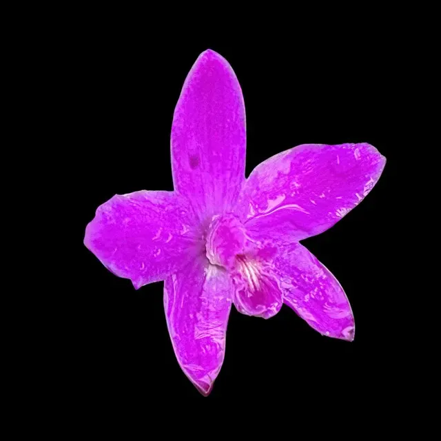 Laelia ghillanyi