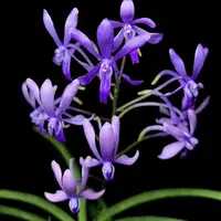[Bare-root][AS-IS] #VA# Vandachostylis Charm 'Blue Star' [2.8" BS][Oct in stock 26]