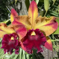 [Bare-root] #CA# Rlc. Toshie Aoki 'Starburst' 星爆 [2.8 BS][Aug in stock 26]