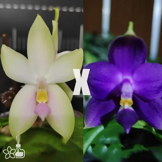 Phalaenopsis bellina Pink x violacea indigo