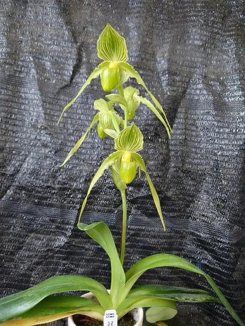 Paphiopedilum Mount Toro fma.album x Saint Within 'Eternal Serenity' (Paphiopedilum)