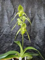 Paphiopedilum Mount Toro fma.album x Saint Within 'Eternal Serenity'HCC/AOS