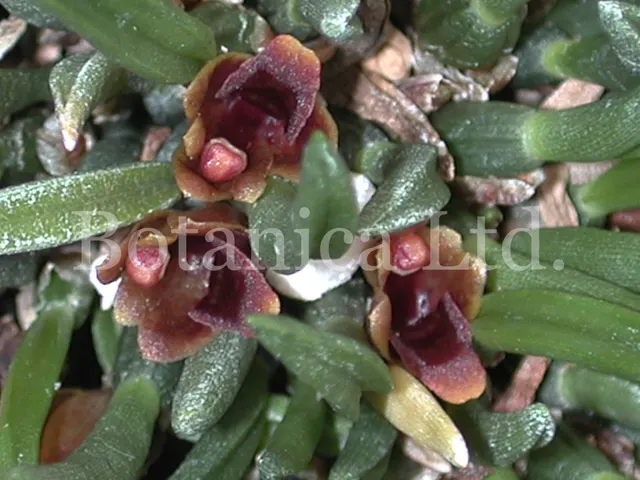 Maxillaria minuta (Maxillaria)