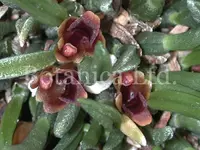 Maxillaria minuta