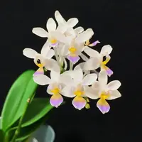 Phalaenopsis equestris var. coerulea