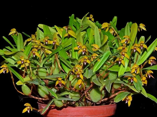 Maxillaria notylioglossa (Maxillaria)