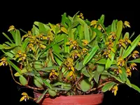 Maxillaria notylioglossa