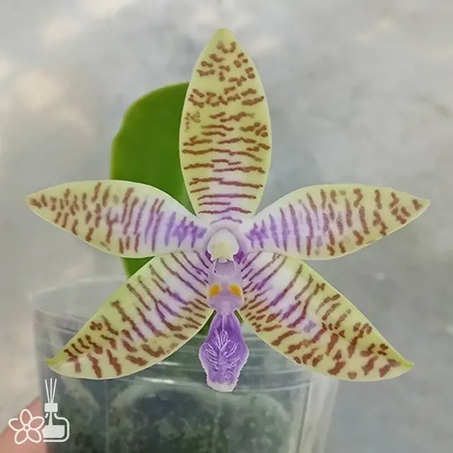 Phalaenopsis lueddemanniana var. coerulea × sib