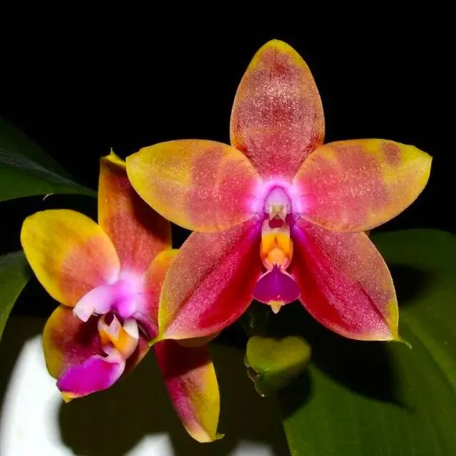 Phalaenopsis Guadalupe Pineda Parfumat 'Yaphon'