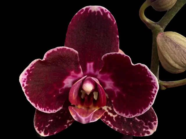 Phalaenopsis I-Hsin Chochoco