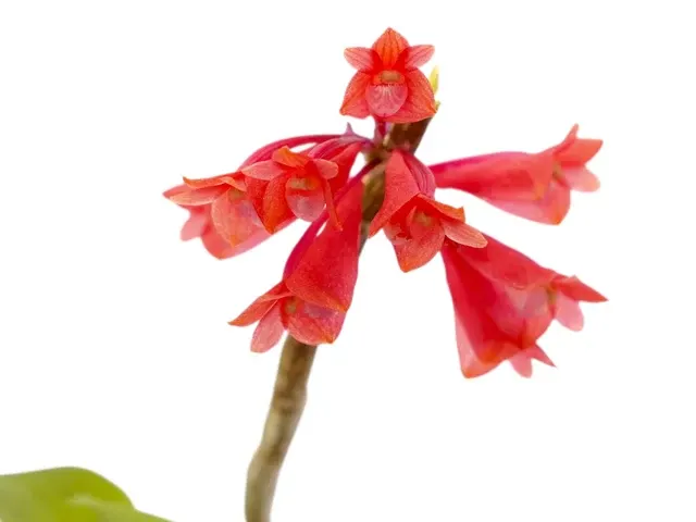 Dendrobium tiongii x (Dendrobium)