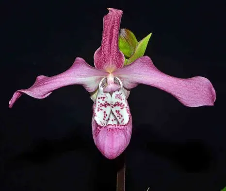 Phragmipedium Wossner Rosenglanz (Phragmipedium)