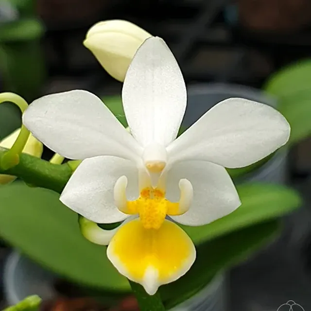 Phalaenopsis equestris var aurea