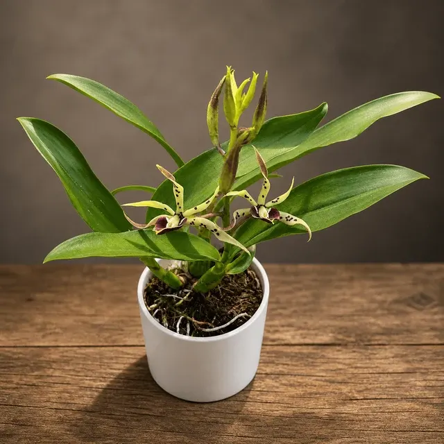 Prosthechea Elfin (Prosthechea)