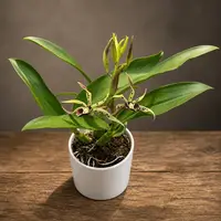 Prosthechea Elfin (Encyclia Elfin) - flori parfumate