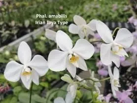 Phalaenopsis amabilis subsp. rosenstromii (Phalaenopsis)