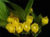 Compot: Anguloa dubia