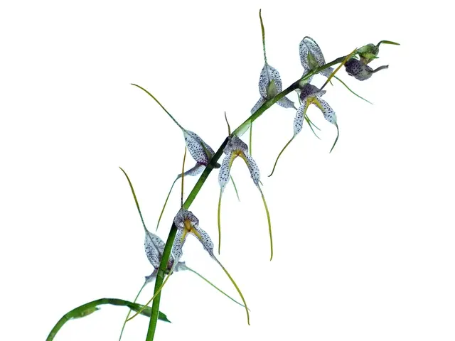 Masdevallia polysticta '2' (Masdevallia)