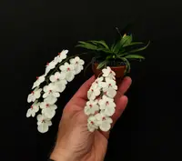 Aerangis luteoalba var. rhodosticta