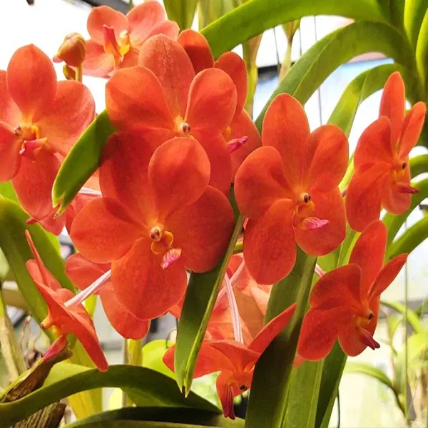 Vanda Suksamran Gold x Yip Sum Wah