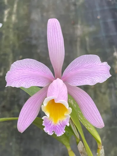 Cattleya Heloisiae (Cattleya)