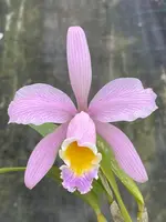 Cattleya Heloisiae