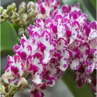 Rhynchostylis Gigantea 'Ply'